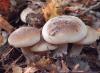 Description of false chanterelles, places of distribution Edible talker mushrooms