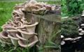 Oyster mushroom: photo and description False oyster mushroom mushrooms