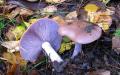 Description of a rare purple cobweb mushroom, where Ryadovka purple grows, where it grows