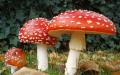 Traditional medicine, traditional and scientific - mutual antagonism Characteristic features of the fruiting body of the fly agaric mushroom