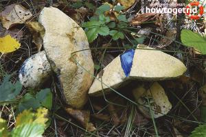 What mushrooms turn blue on the cut?