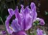 Iris flower: description and types, photos Prepare a message about steppe iris plants